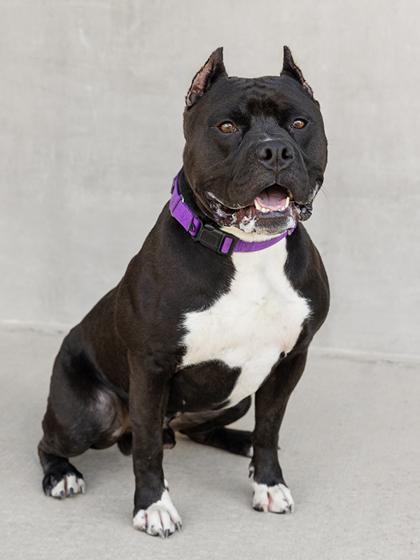 Cash, Adoptable, Adult Male Mixed Breed & Mixed Breed.