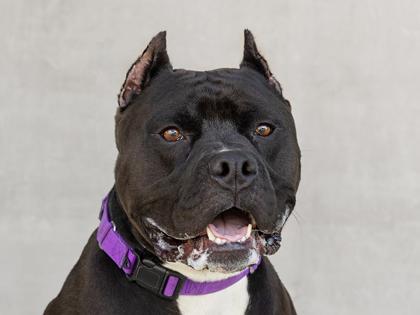 Cash, Adoptable, Adult Male Mixed Breed & Mixed Breed.