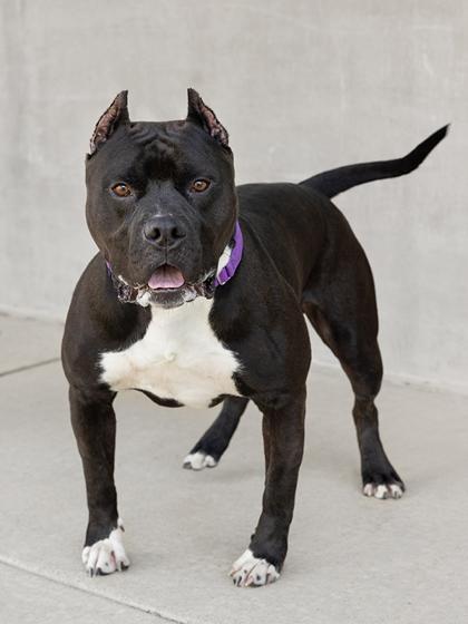 Cash, a Adoptable Mixed Breed in Longmont, CO image 3/3