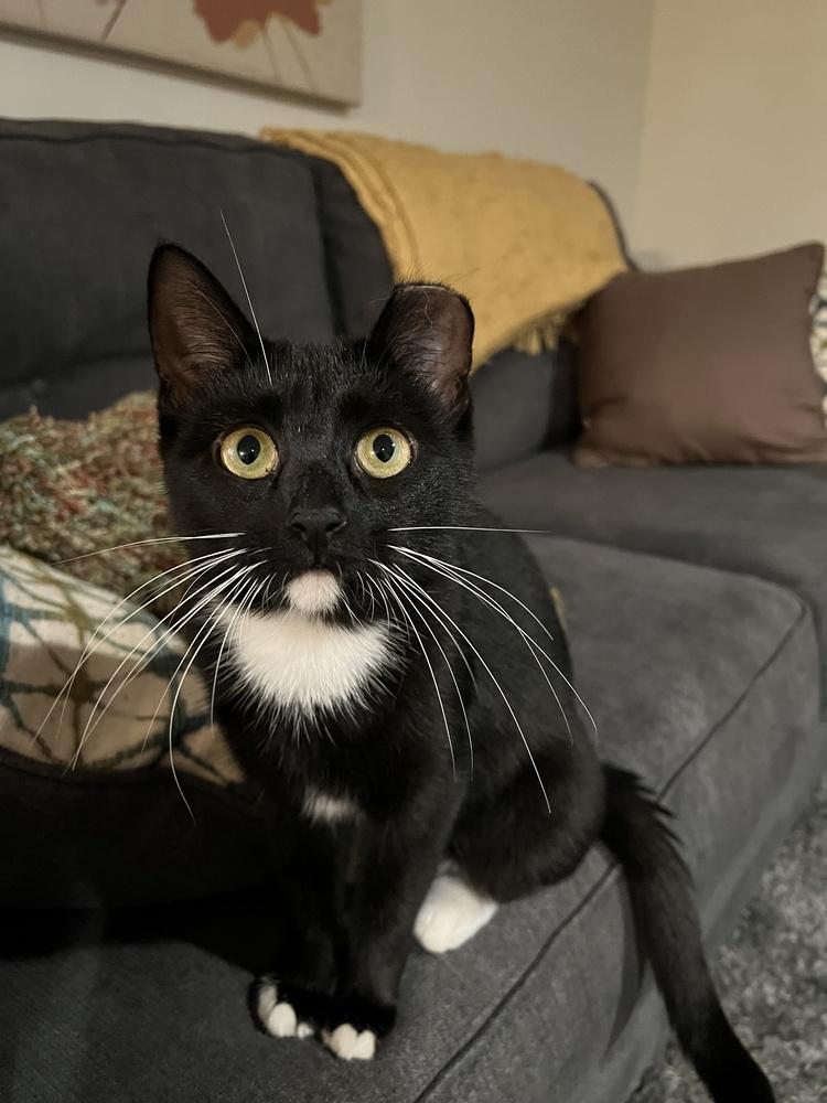 Lulu, Adoptable, Adult Female Domestic Short Hair.