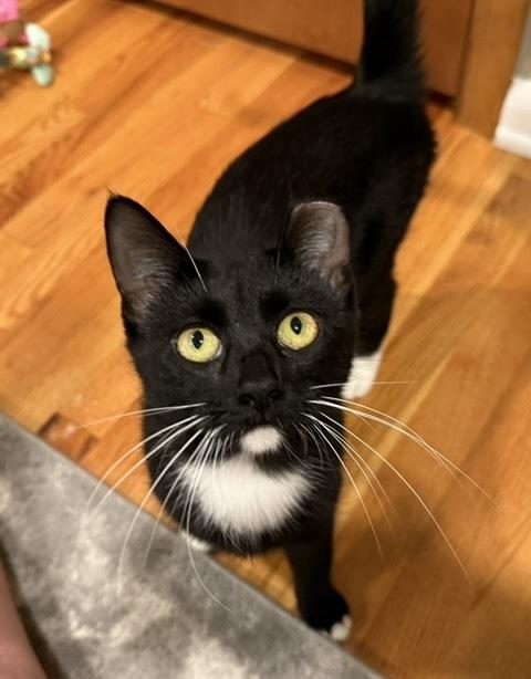 Enlarge Lulu, a Adoptable Domestic Short Hair in Omaha, NE image 2/3
