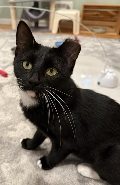 Enlarge Lulu, a Adoptable Domestic Short Hair in Omaha, NE image 3/3