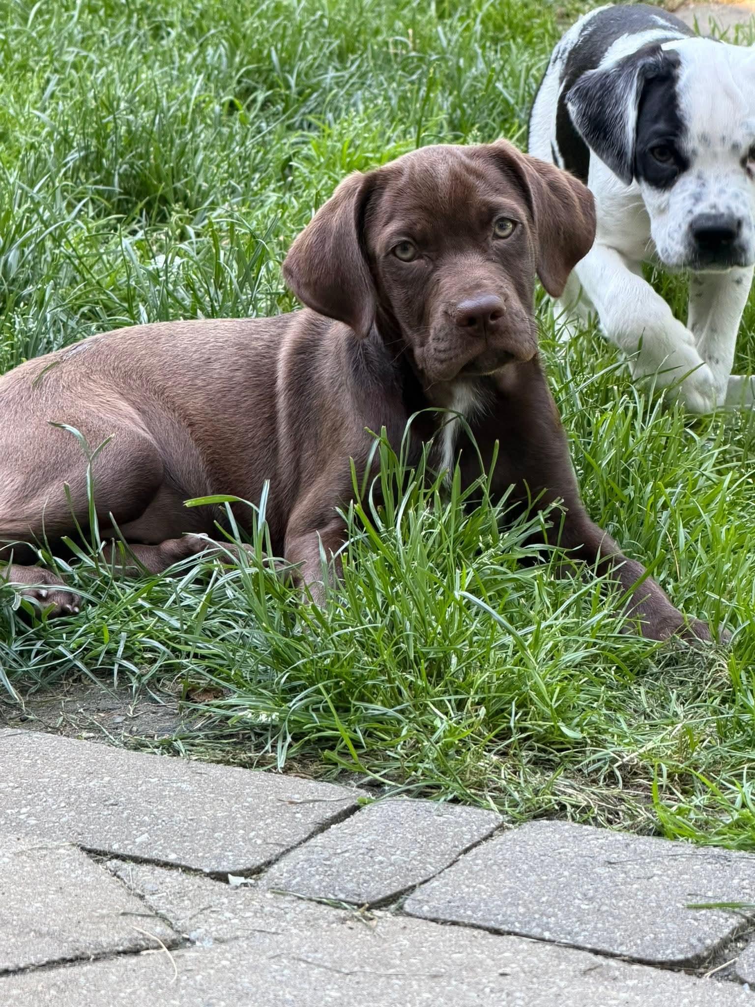 Enlarge Erin, an adopted mixed breed in Toms River, NJ image 3/3