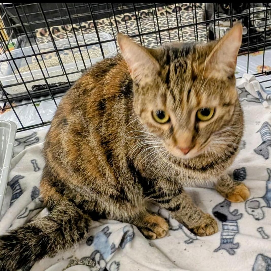 Lizzie, Adoptable, Young Female Domestic Short Hair.