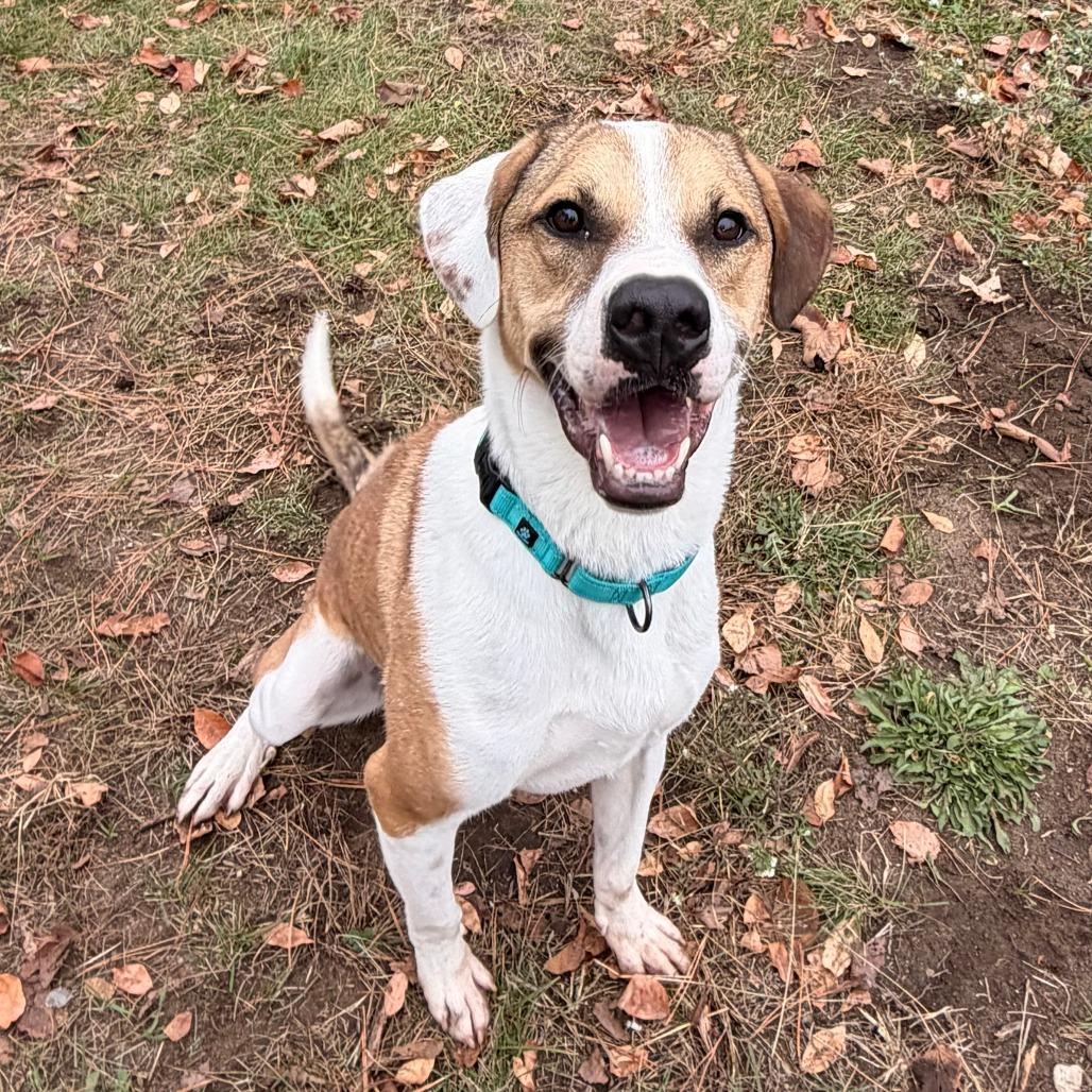 Enlarge Jax, a Adoptable mixed breed in Wadena, MN image 1/2