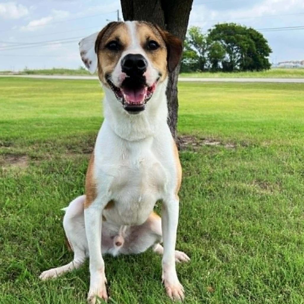 Enlarge Jax, a Adoptable mixed breed in Wadena, MN image 2/2