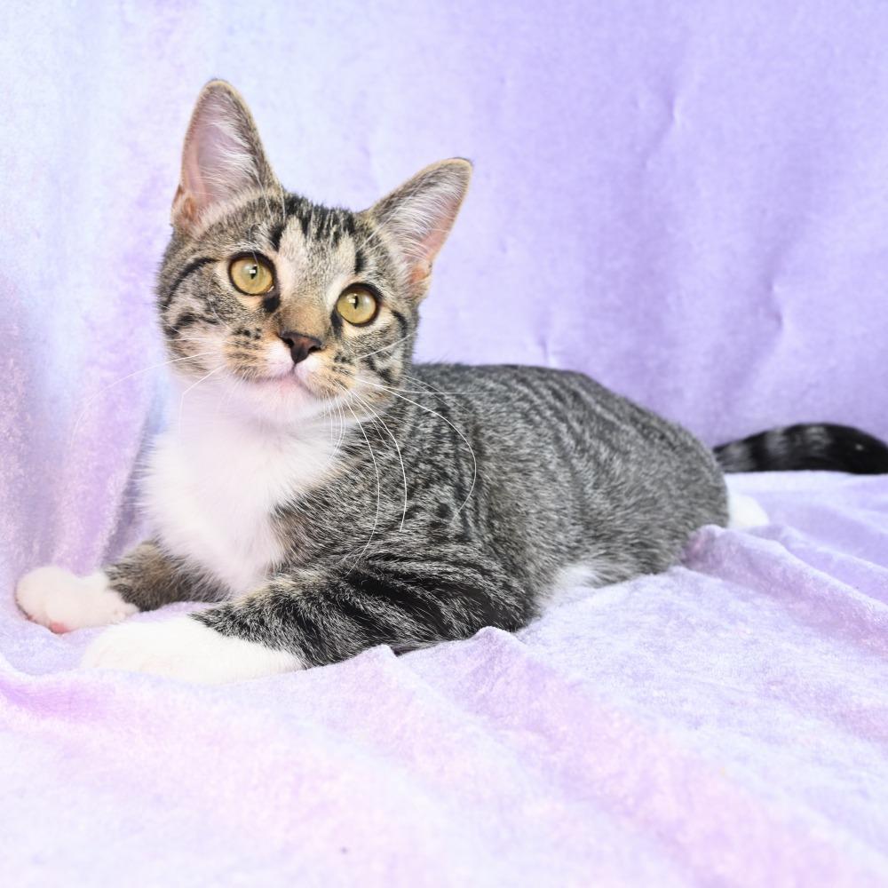 Elsie, Adoptable, Young Female Domestic Short Hair.