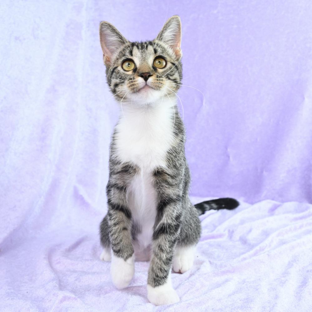 Enlarge Elsie, a Adoptable Domestic Short Hair in Mobile, AL image 2/6