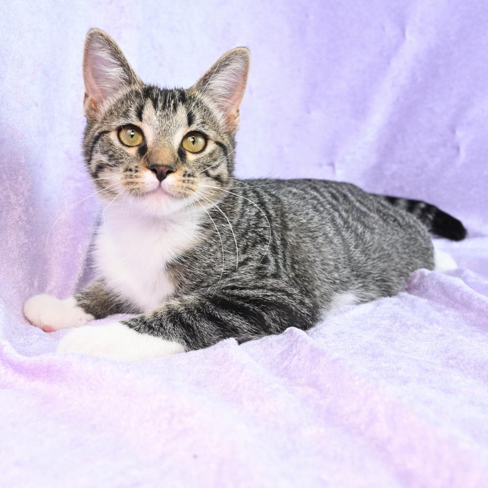 Enlarge Elsie, a Adoptable Domestic Short Hair in Mobile, AL image 3/6