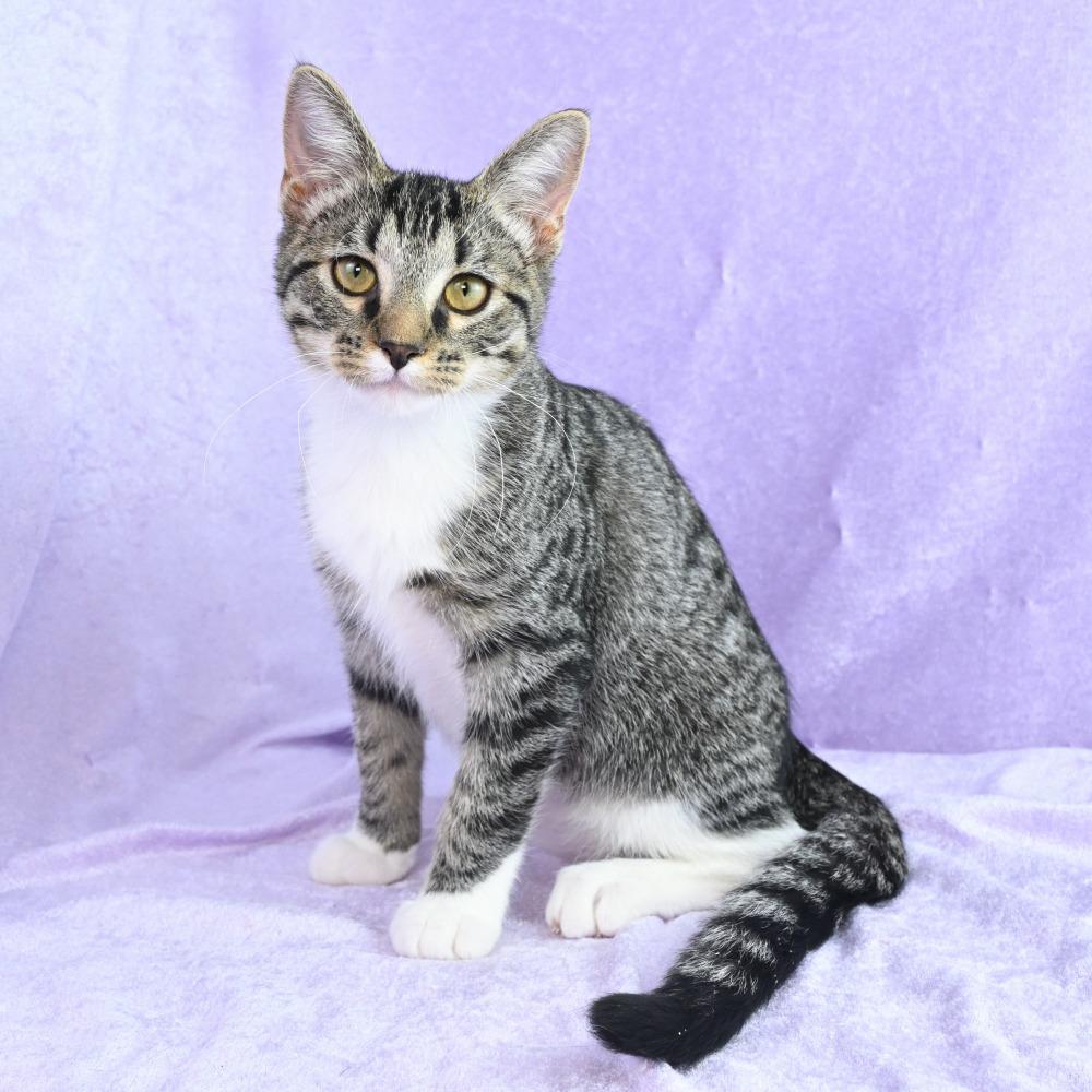 Enlarge Elsie, a Adoptable Domestic Short Hair in Mobile, AL image 5/6