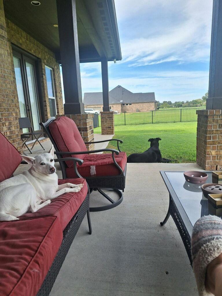 Enlarge LUNAIRA, a Adopted mixed breed in Katy, TX image 1/6