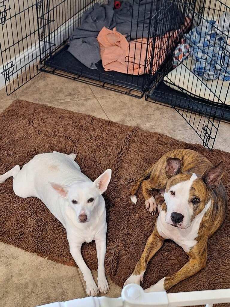 Enlarge LUNAIRA, a Adopted mixed breed in Katy, TX image 2/6