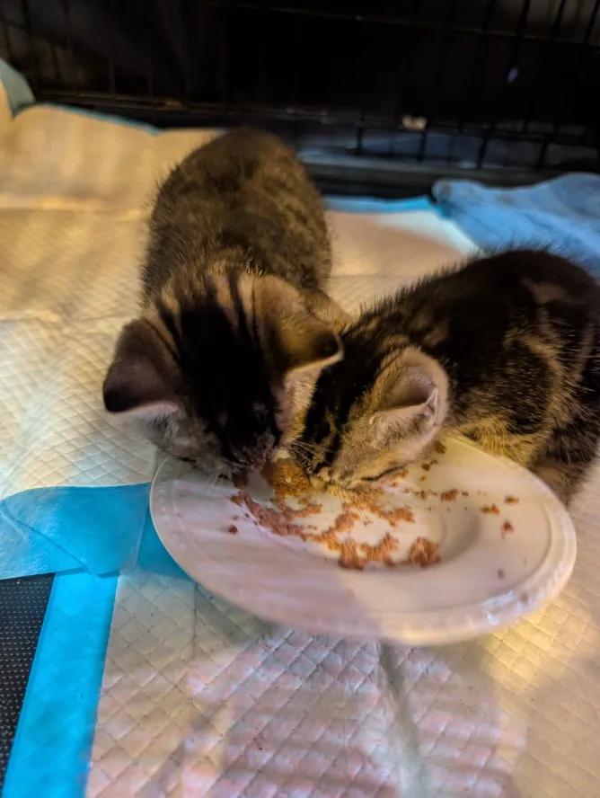 Enlarge Cocktail Litter, a Adoptable Domestic Short Hair in Weehawken, NJ image 4/5