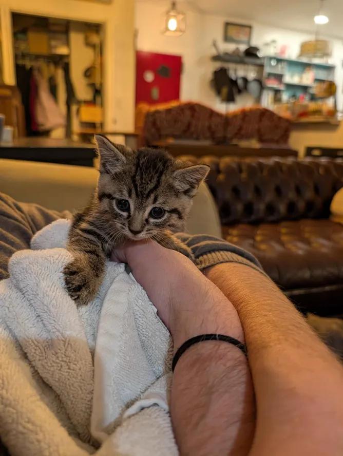 Enlarge Cocktail Litter, a Adoptable Domestic Short Hair in Weehawken, NJ image 5/5
