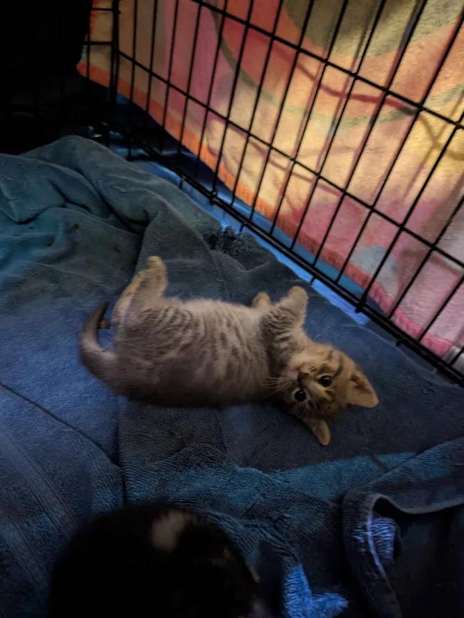 Enlarge Cocktail Litter, a Adoptable Domestic Short Hair in Weehawken, NJ image 3/5
