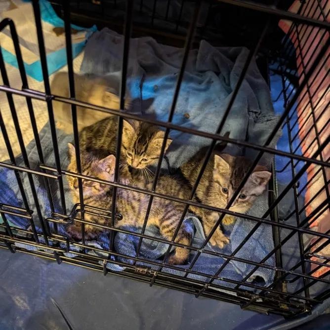 Enlarge Cocktail Litter, a Adoptable Domestic Short Hair in Weehawken, NJ image 2/5