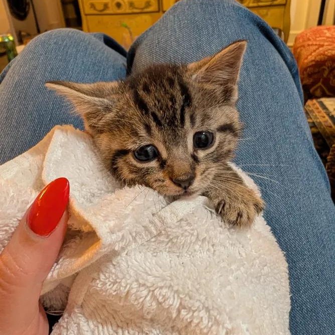 Cocktail Litter, Adoptable, Kitten Male Domestic Short Hair.