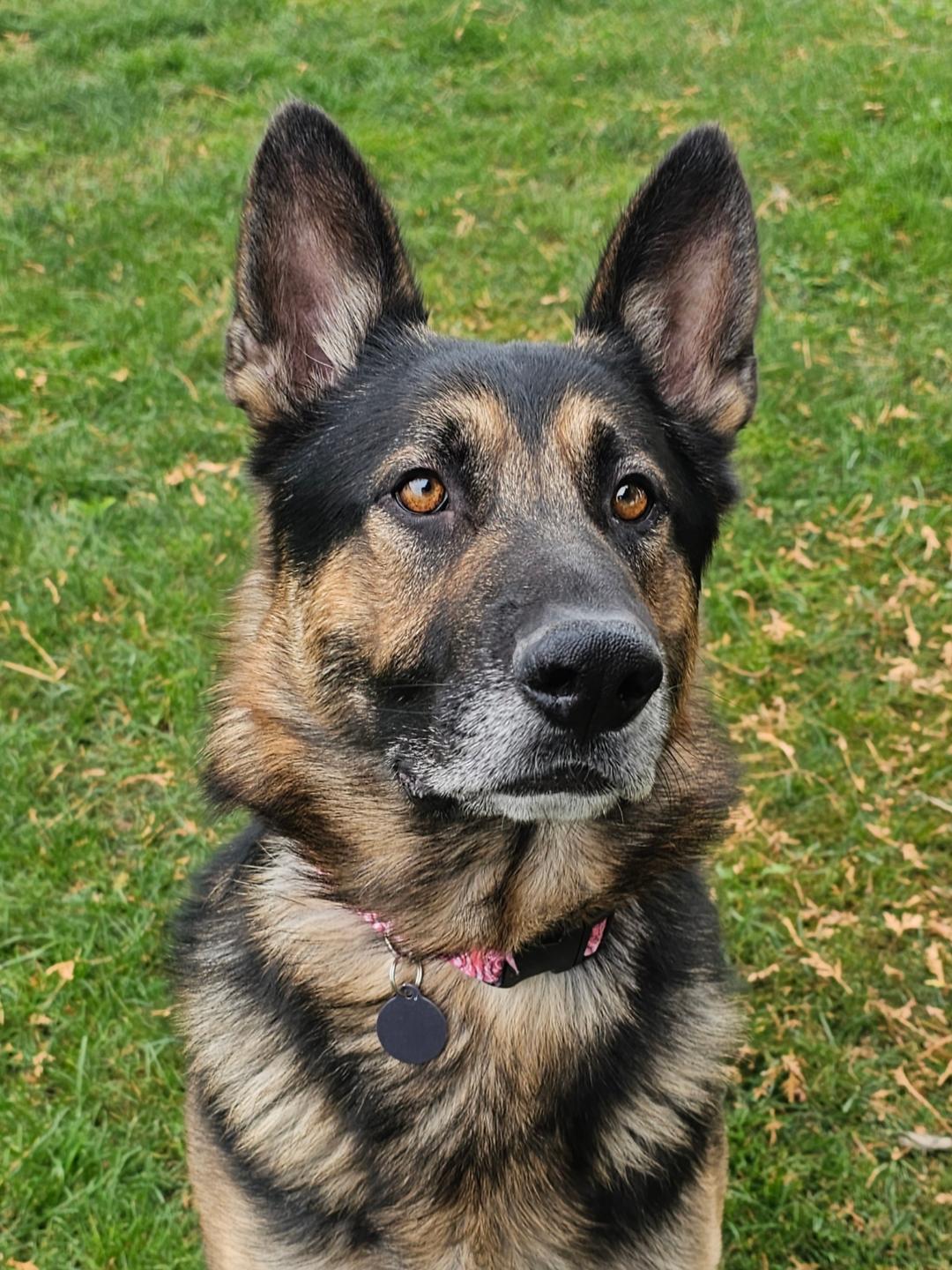Enlarge Baron, an adoptable German Shepherd Dog in Lapeer, MI image 3/4