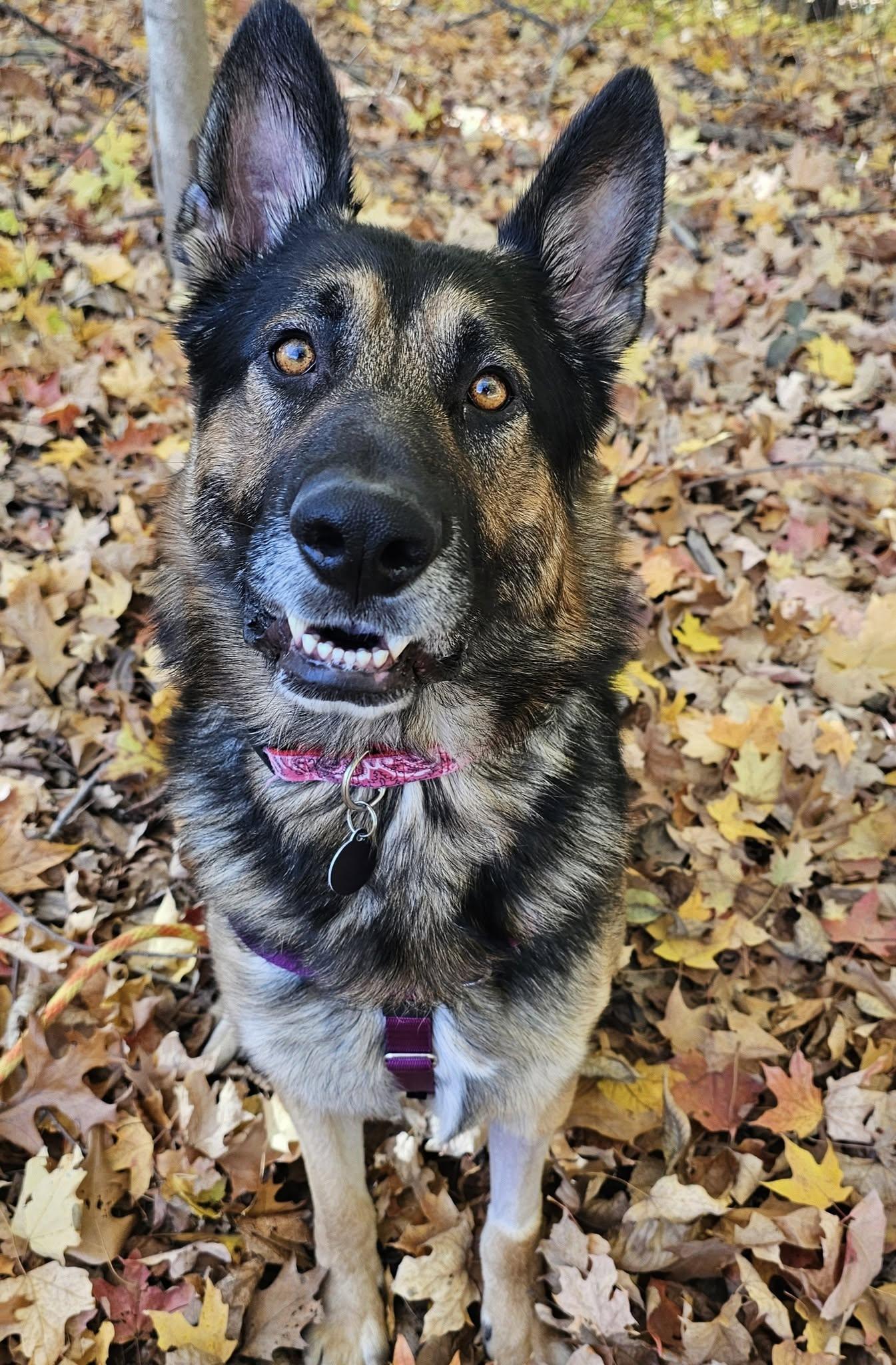 Baron, adoptable, Adult Male German Shepherd Dog.