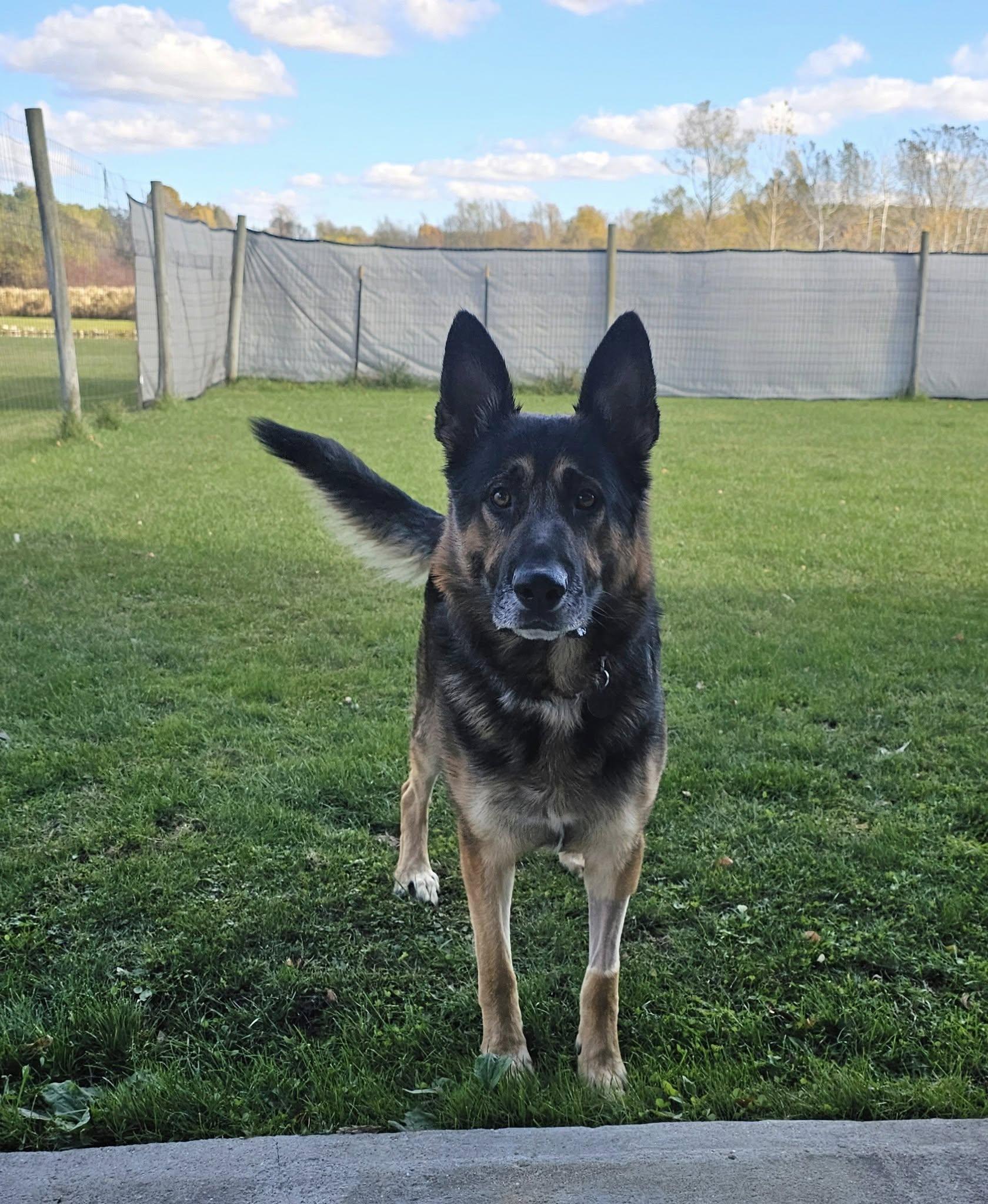 Enlarge Baron, an adoptable German Shepherd Dog in Lapeer, MI image 4/4