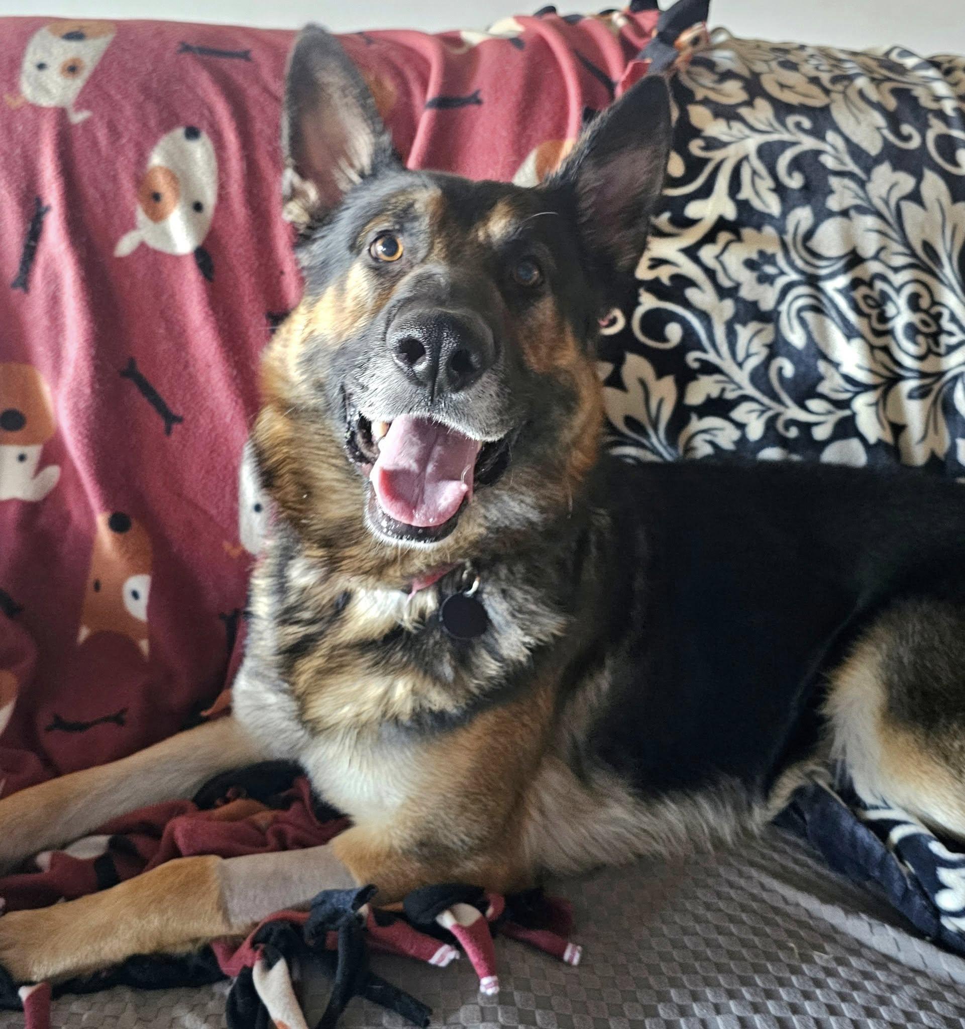 Enlarge Baron, an adoptable German Shepherd Dog in Lapeer, MI image 2/4