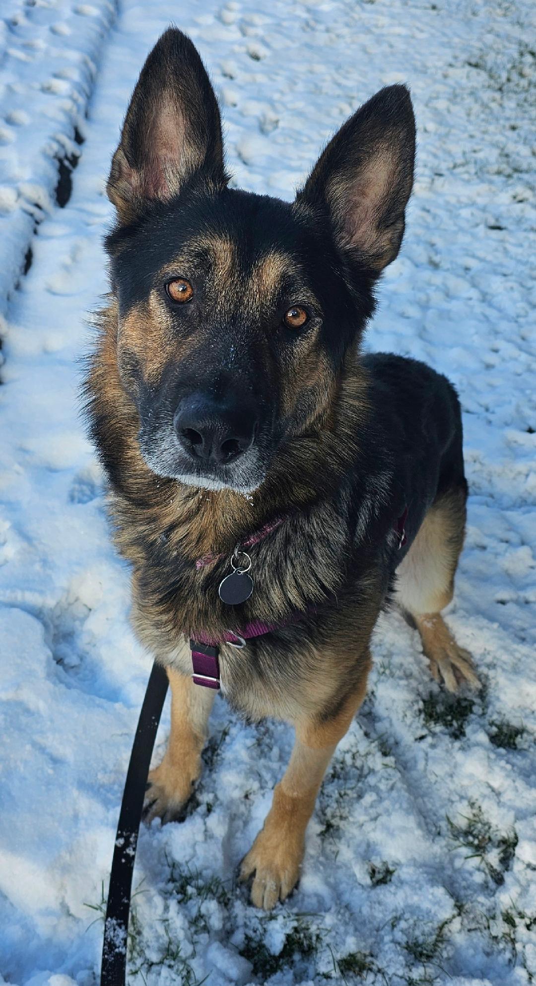Baron, adoptable, Adult Male German Shepherd Dog.