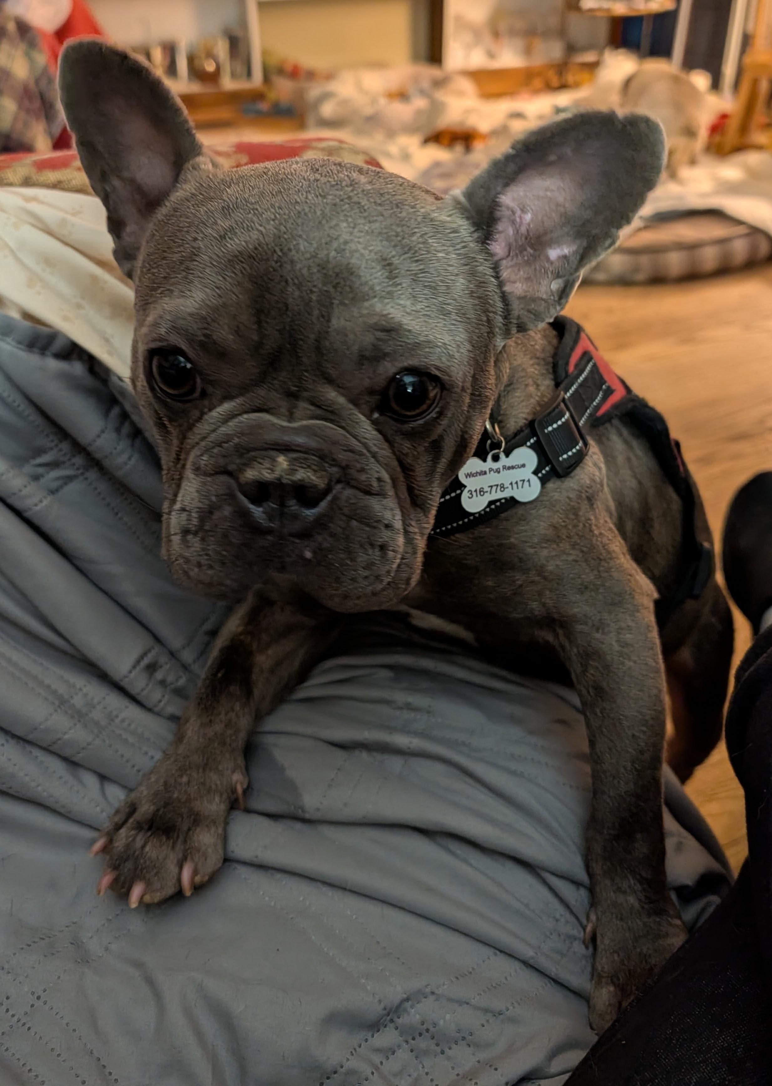Enlarge Taylor, an adopted French Bulldog in Benton, KS image 1/1
