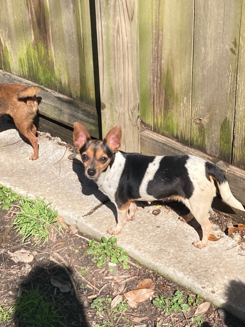 Josie photo 2