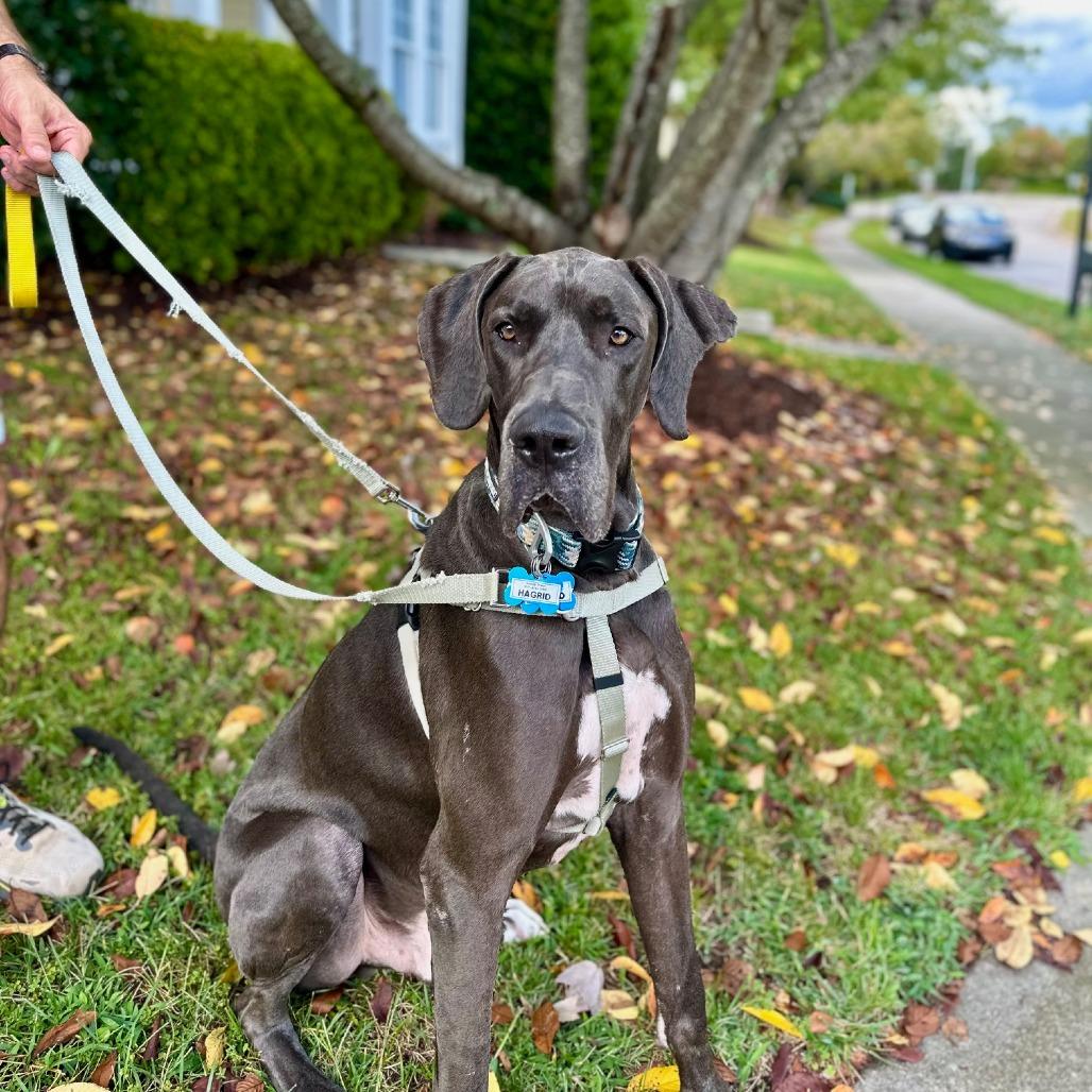 Hagrid, Adoptable, Adult Male Great Dane.