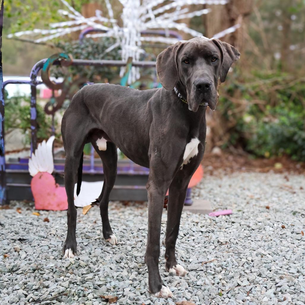 Enlarge Hagrid, a Adoptable Great Dane in Wake Forest, NC image 2/5