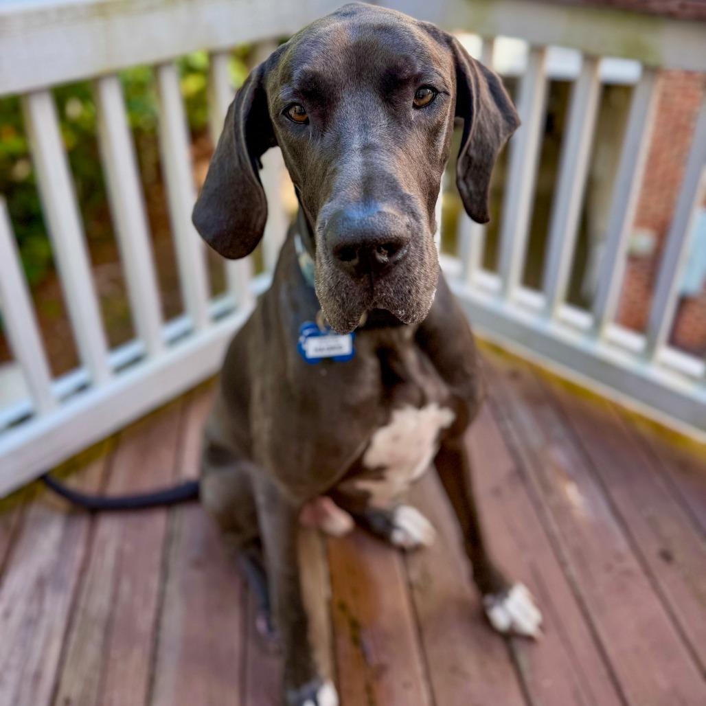 Enlarge Hagrid, a Adoptable Great Dane in Wake Forest, NC image 3/5