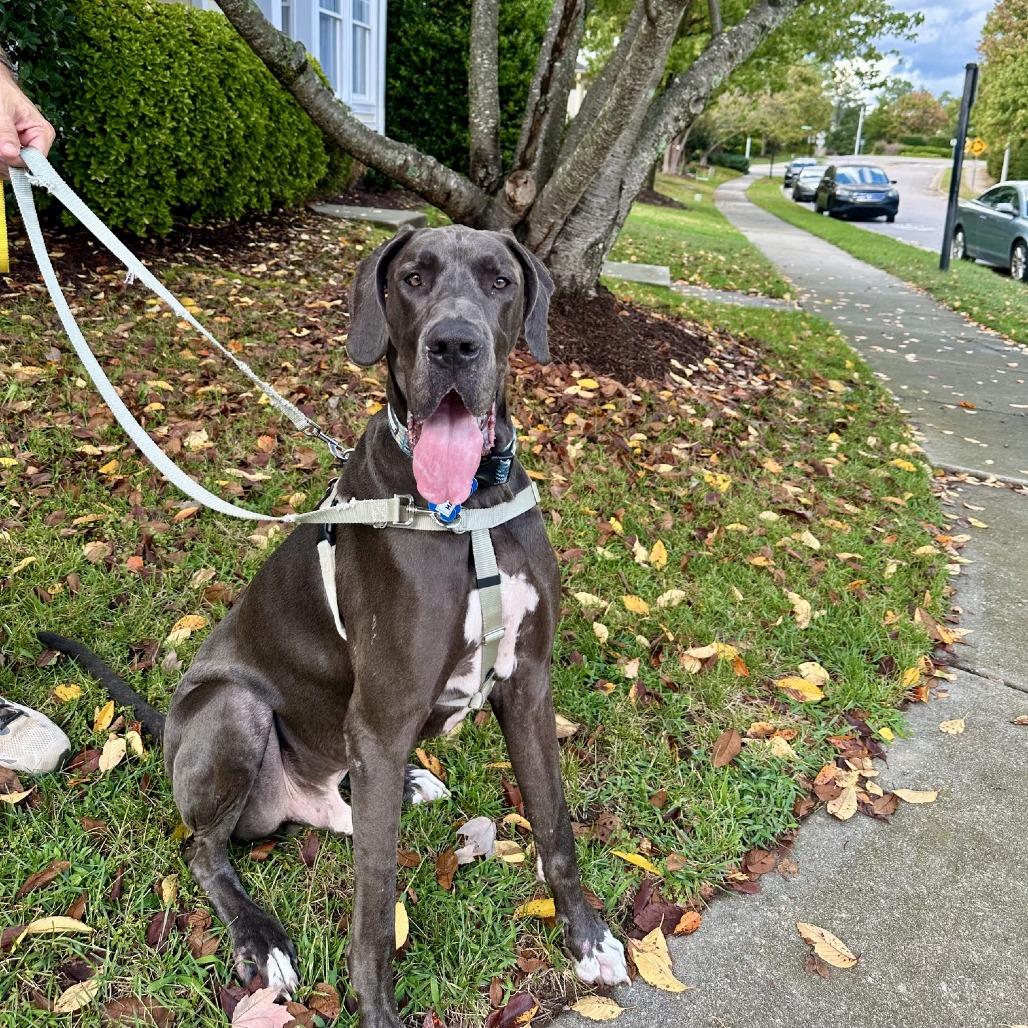 Enlarge Hagrid, a Adoptable Great Dane in Wake Forest, NC image 4/5