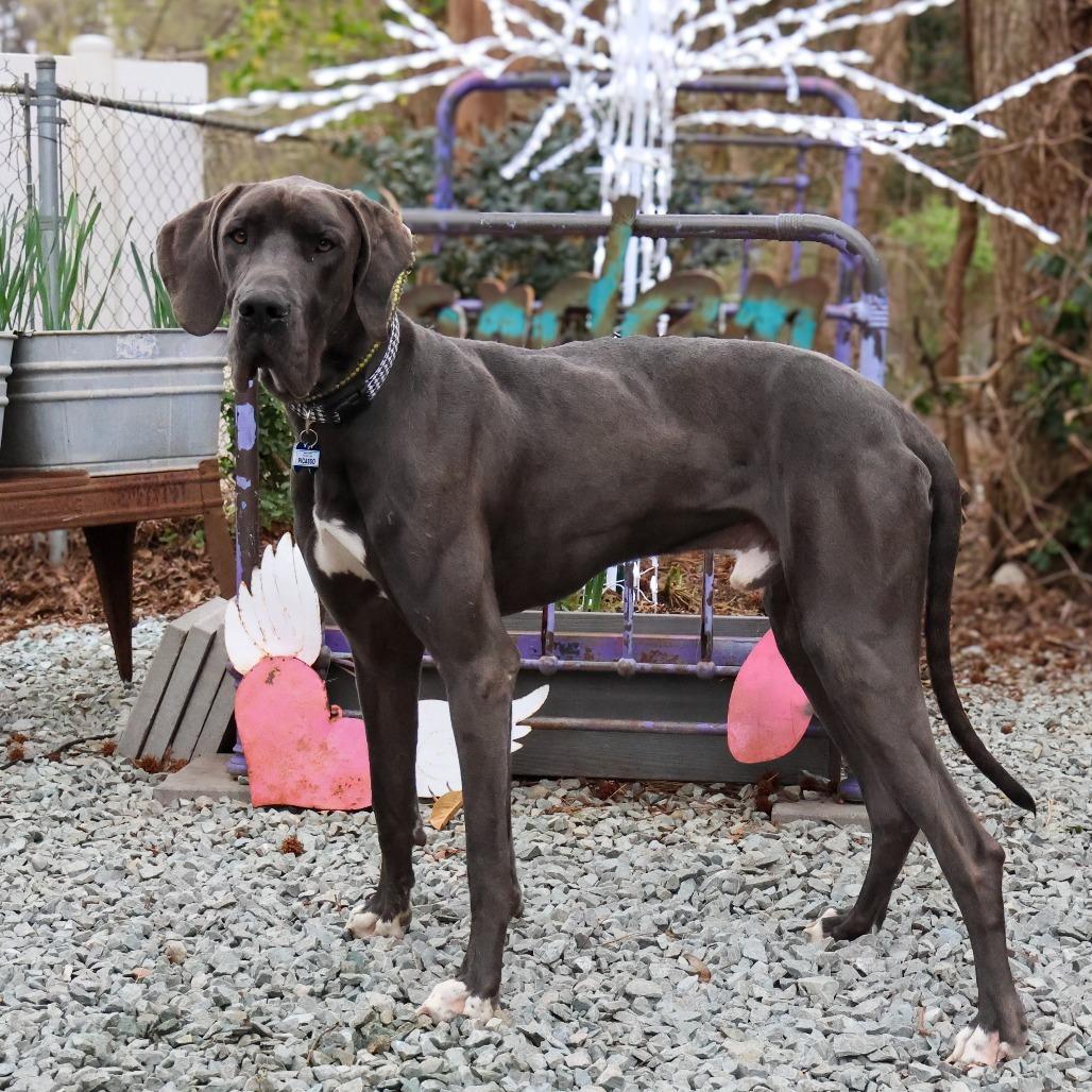 Enlarge Hagrid, a Adoptable Great Dane in Wake Forest, NC image 5/5