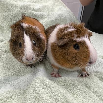 Cider (Bonded), Adoptable, Adult Female Guinea Pig & Guinea Pig.