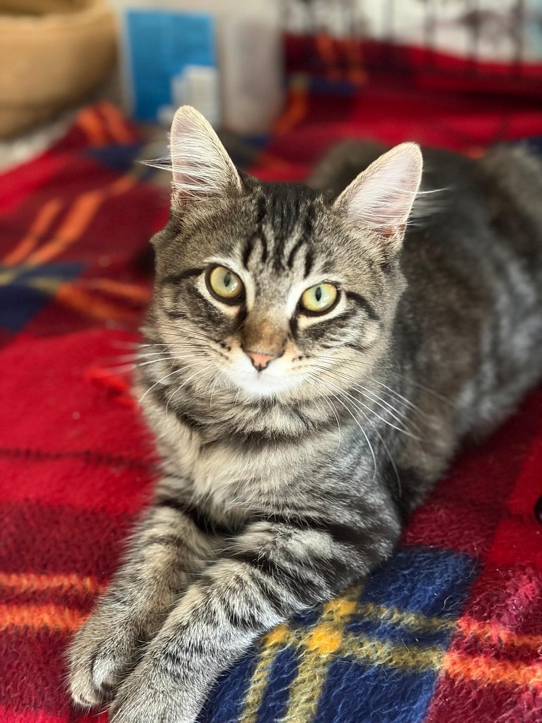 Katrina, Adoptable, Kitten Female Domestic Medium Hair.