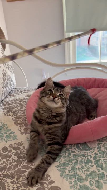 Enlarge Katrina, a Adoptable mixed breed in Centreville, VA video 6/6