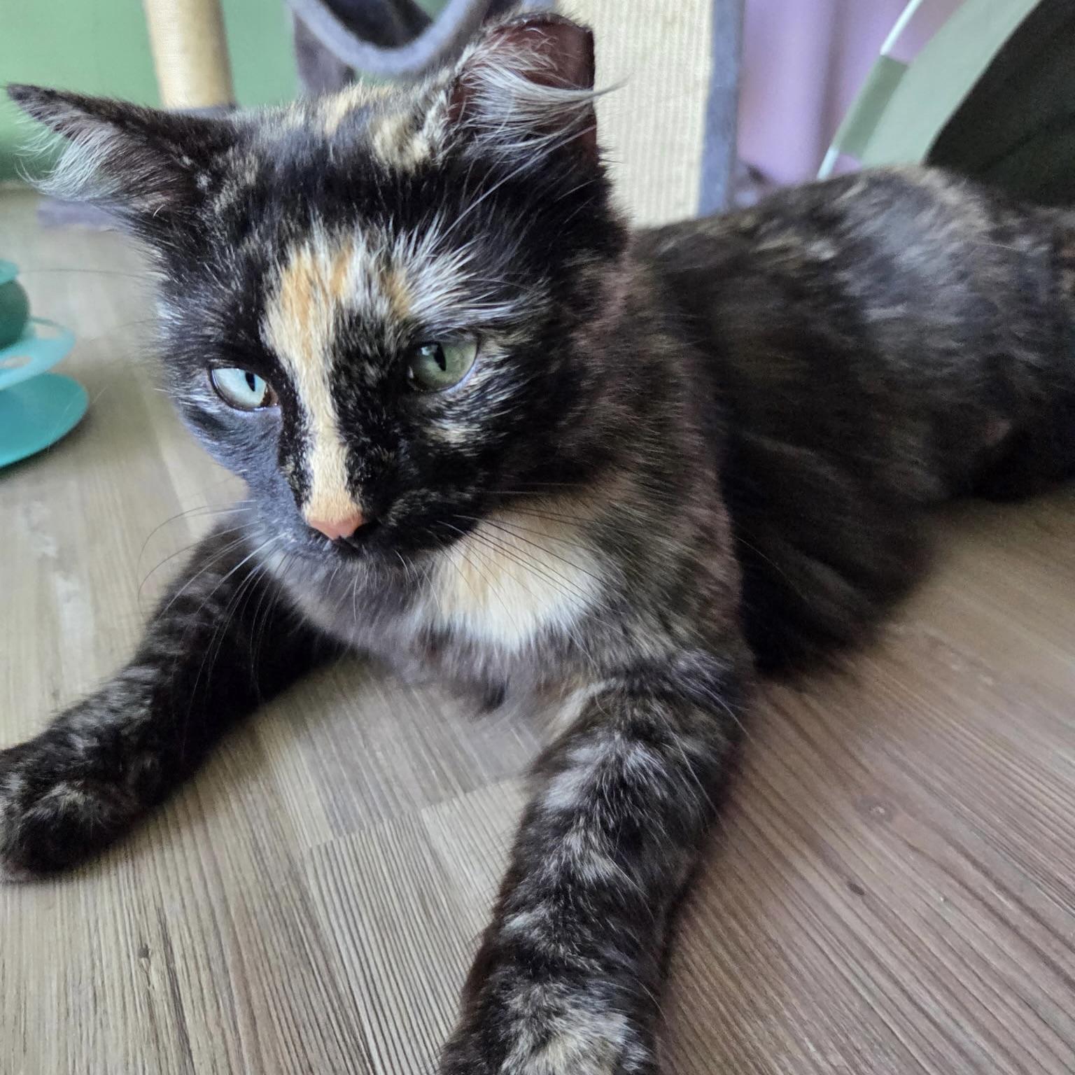Enlarge Matilda, a Adoptable Domestic Long Hair in DENVER, CO image 2/6