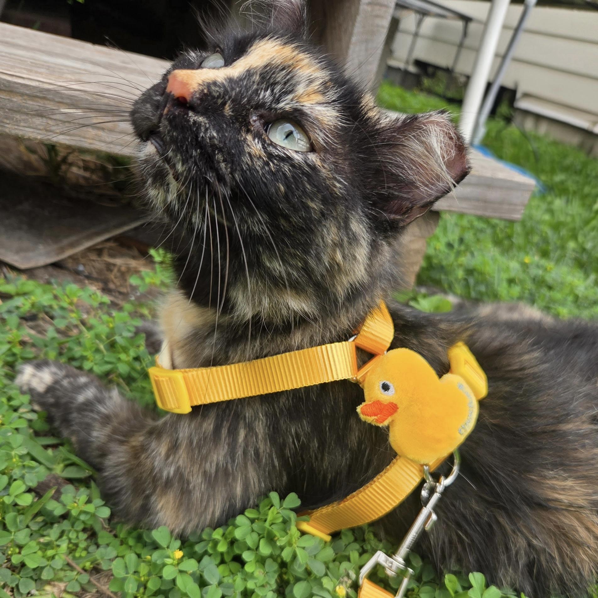 Enlarge Matilda, a Adoptable Domestic Long Hair in DENVER, CO image 6/6
