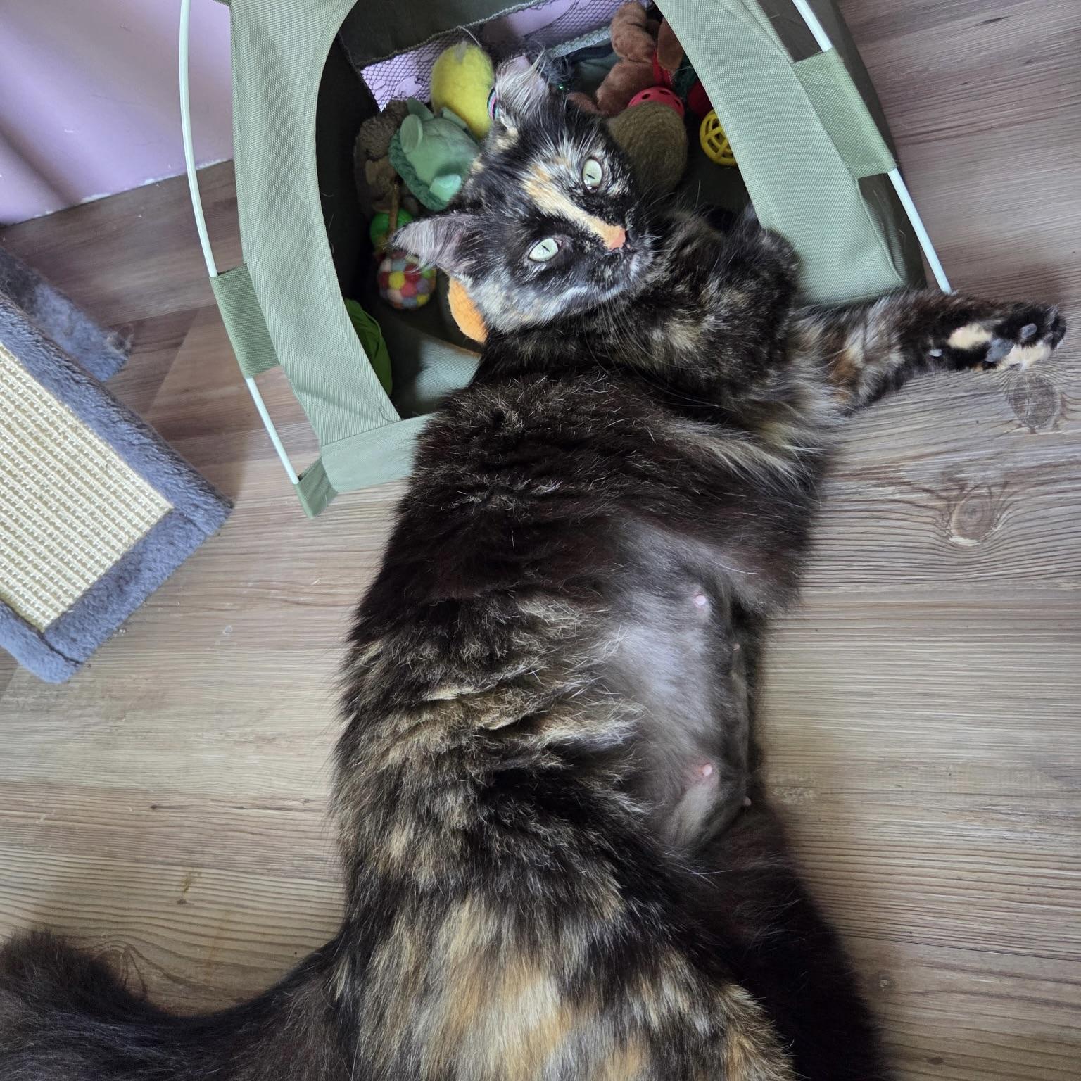 Matilda, Adoptable, Young Female Domestic Long Hair.