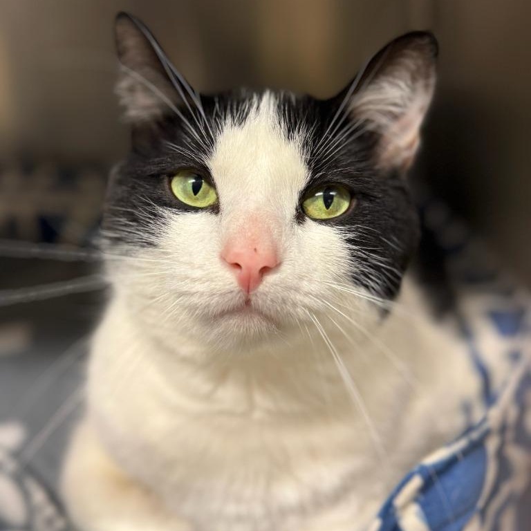 Enlarge Peri, a ADOPTABLE Domestic Short Hair in Wayne, NJ image 1/1