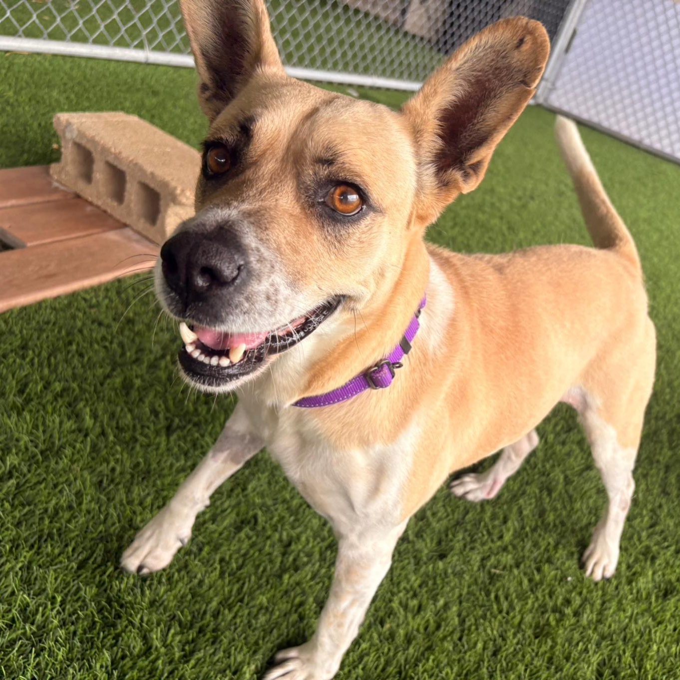 Enlarge Meret , a ADOPTABLE Mixed Breed in Morristown, NJ image 3/6