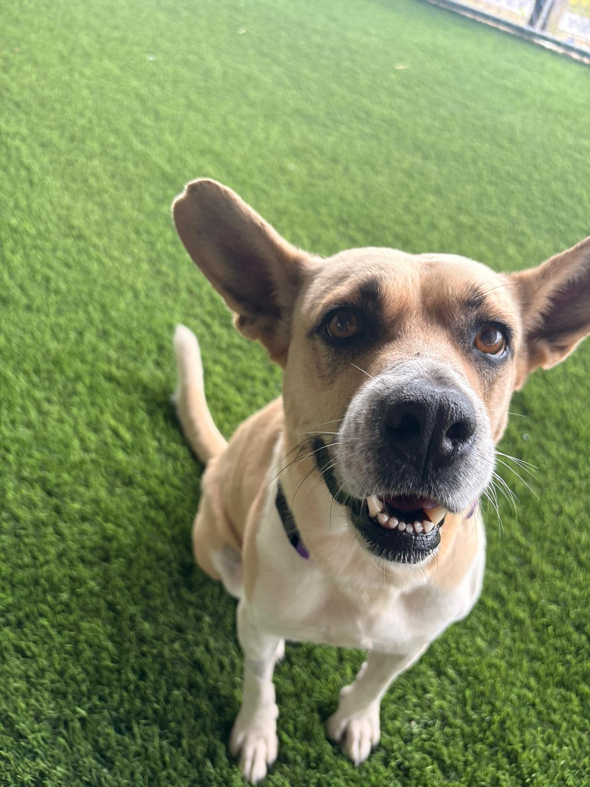 Enlarge Meret , a ADOPTABLE Mixed Breed in Morristown, NJ image 6/6