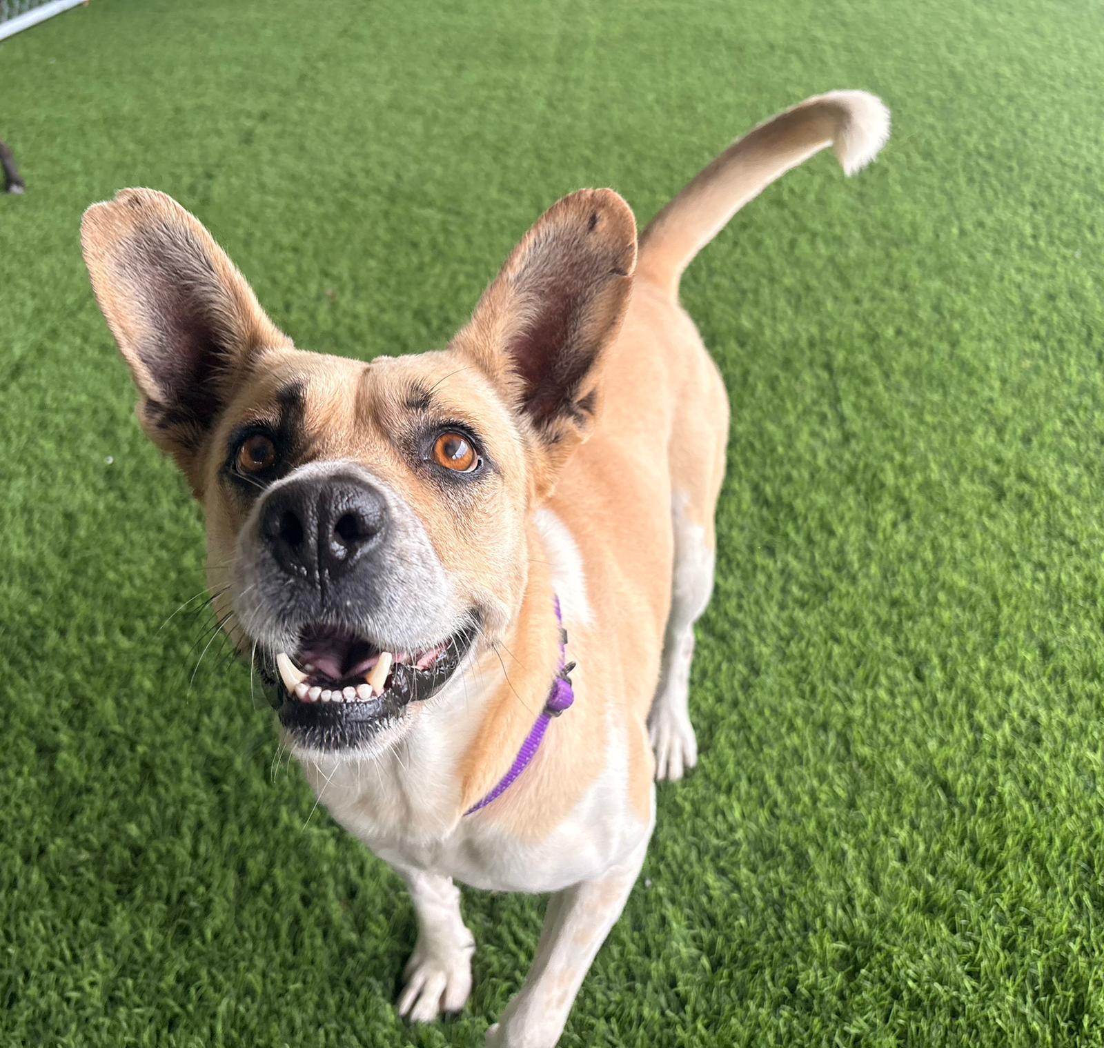 Meret , ADOPTABLE, Adult Female Mixed Breed.