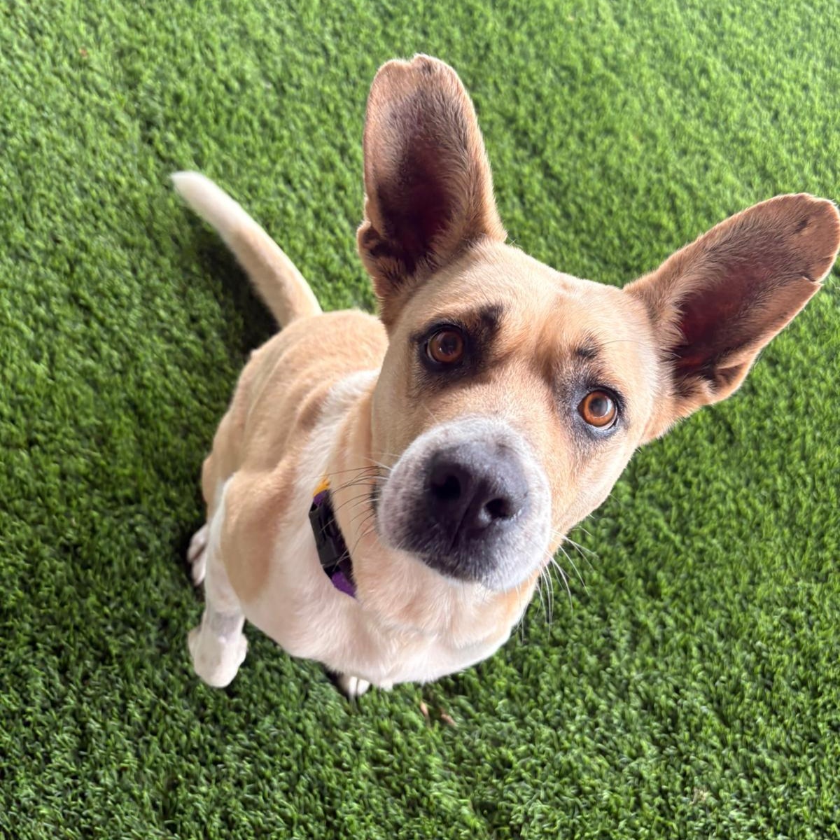 Enlarge Meret , a ADOPTABLE Mixed Breed in Morristown, NJ image 4/6