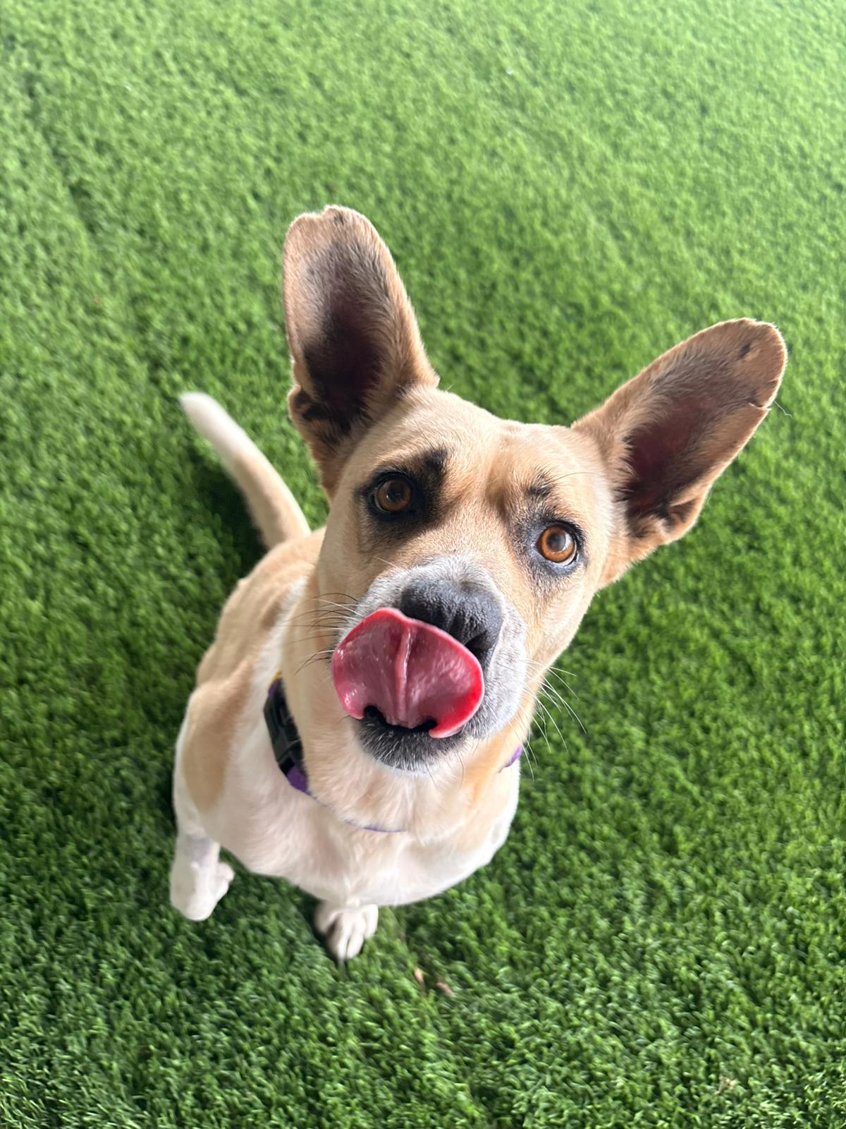 Enlarge Meret , a ADOPTABLE Mixed Breed in Morristown, NJ image 2/6