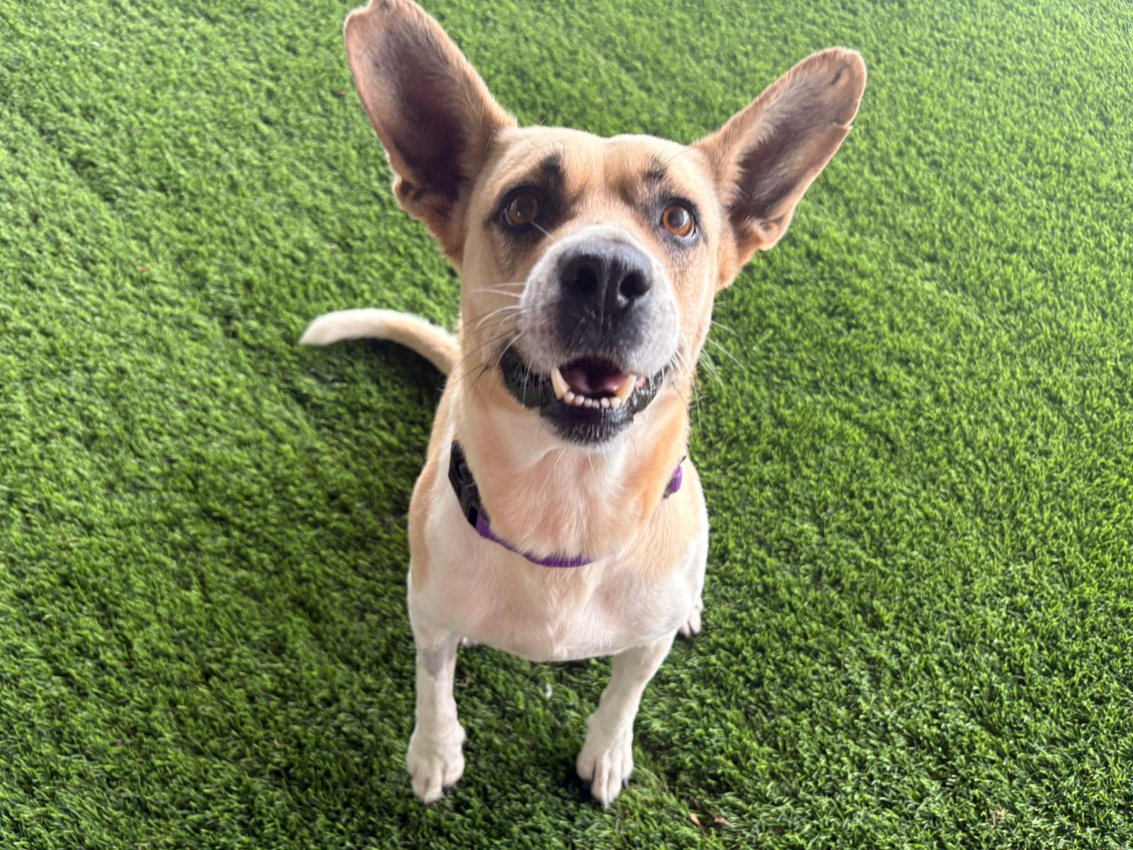 Enlarge Meret , a ADOPTABLE Mixed Breed in Morristown, NJ image 5/6