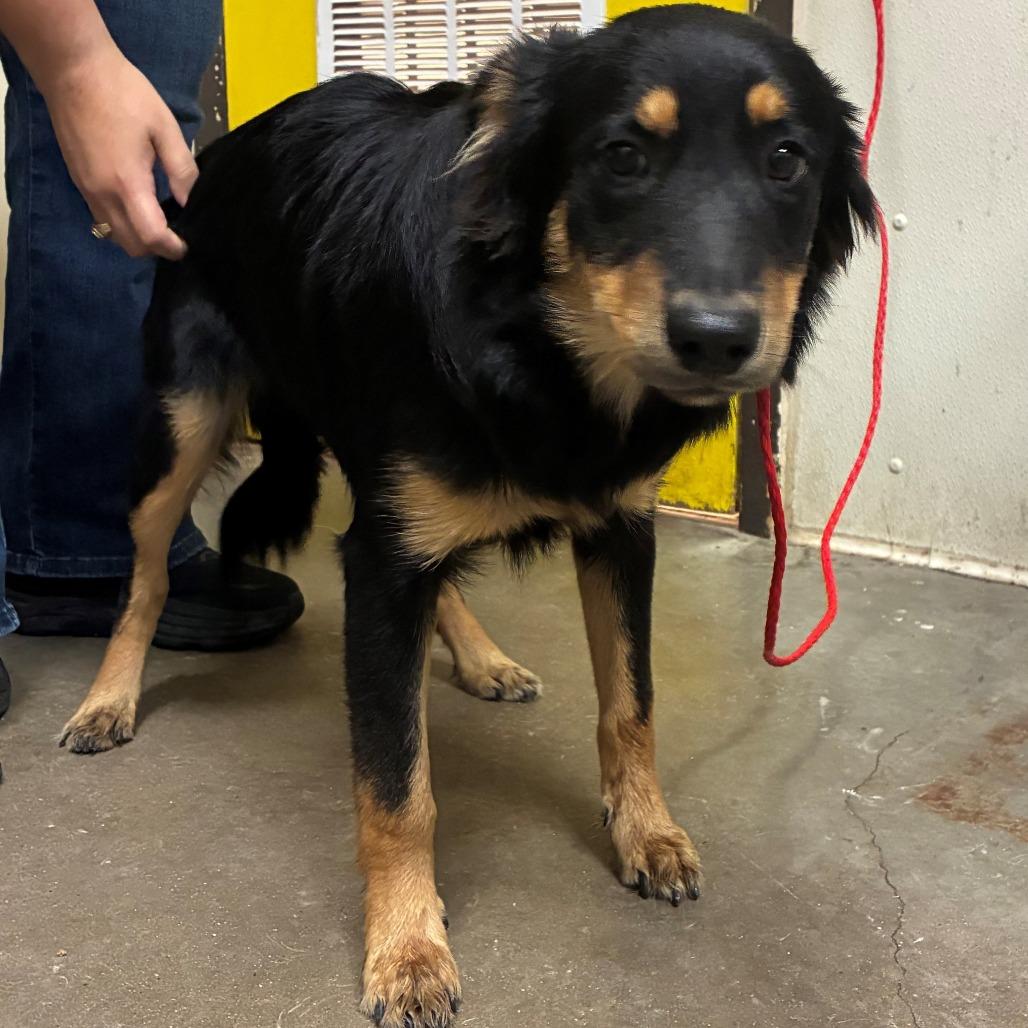 Earl, Adoptable, Young Male Australian Shepherd.