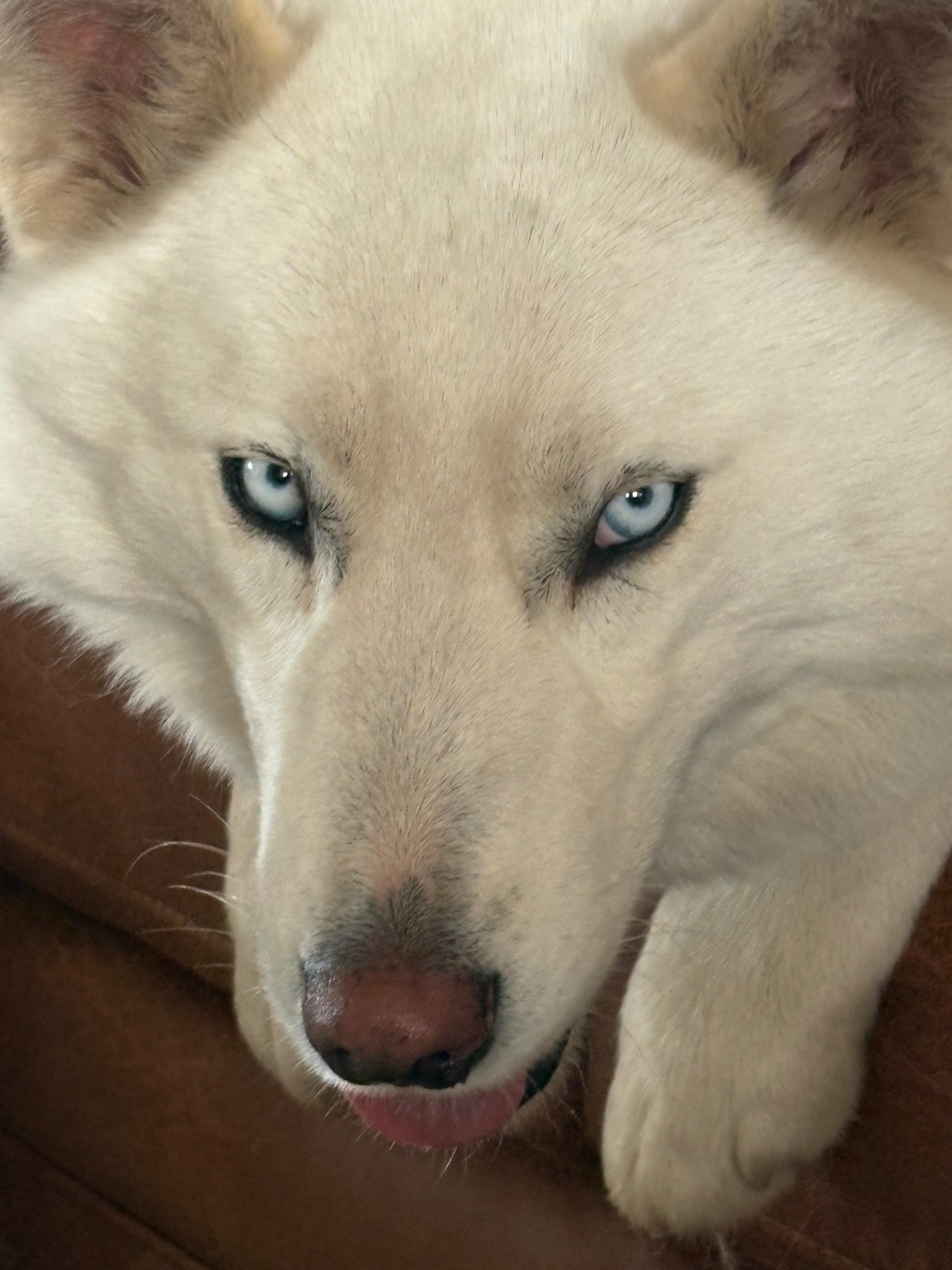 Pascha, Adoptable, Young Female Husky & Samoyed.