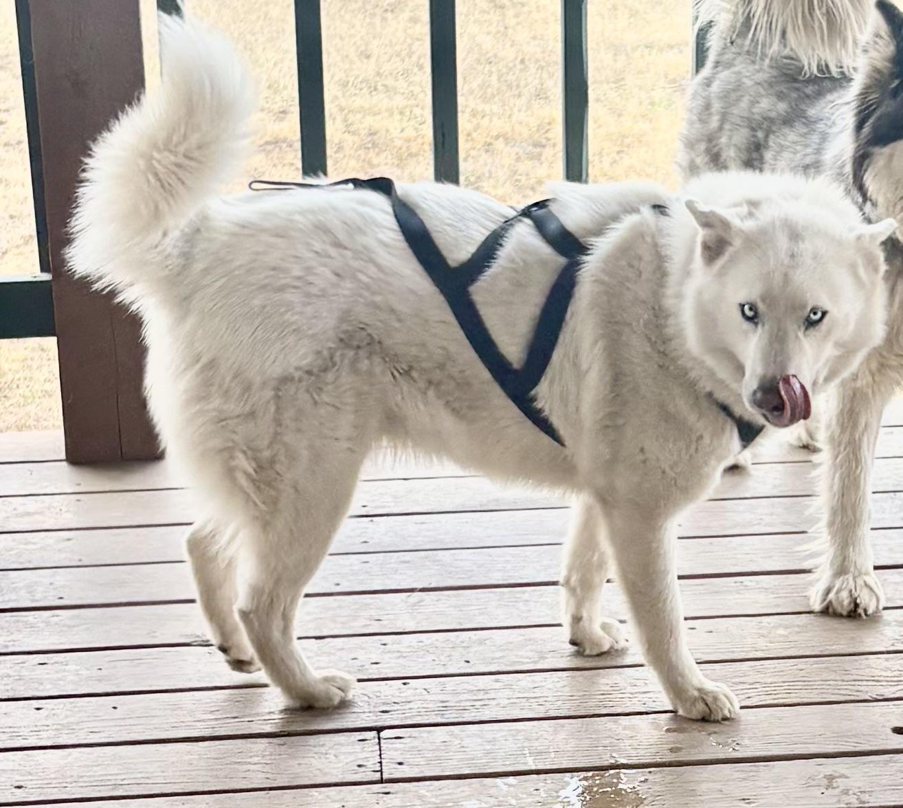 Pascha, a Adoptable mixed breed in Pagosa Springs, CO image 2/4