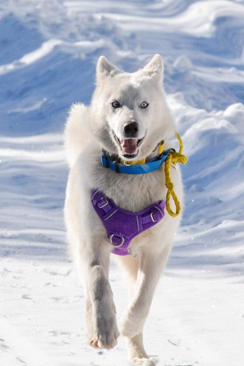 Pascha, a Adoptable mixed breed in Pagosa Springs, CO image 3/4